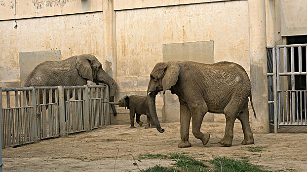 北京动物园非洲象之家