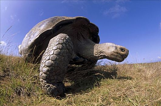 加拉帕戈斯巨龟,加拉帕戈斯象龟,大,火山口,边缘,阿尔斯多火山,伊莎贝拉岛,加拉帕戈斯群岛,厄瓜多尔