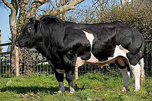 家牛,英国,蓝色,一对,肌肉,特色,站立,草场,英格兰,欧洲