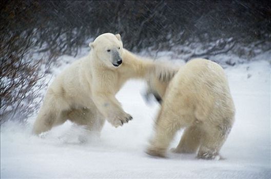 北极熊,成年,雄性,对手,丘吉尔市,曼尼托巴,加拿大
