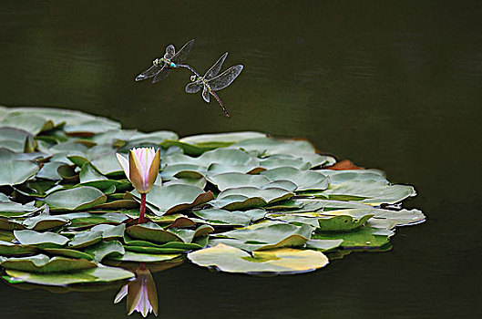 蜻蜓,池塘,荷花,荷叶