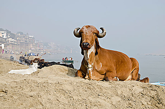 神圣,母牛,休息,高止山脉,瓦腊纳西,北方邦,印度,亚洲