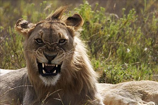 大,母狮,展示,牙齿,禁猎区,南非