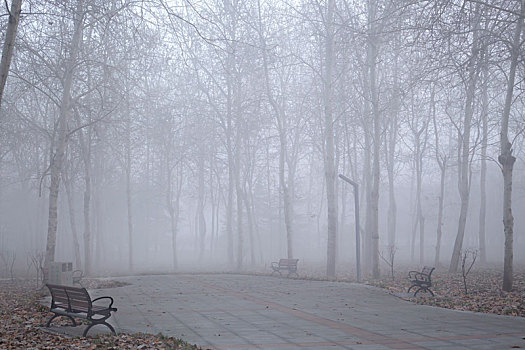 雾,树林,连椅