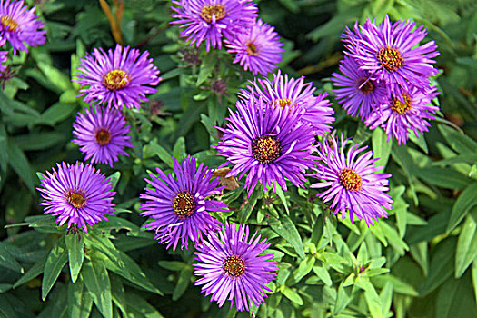 紫苑属,紫色,圆顶