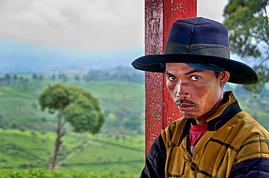 印度尼西亚,爪哇,茶,不动产,头像,工作,茶园