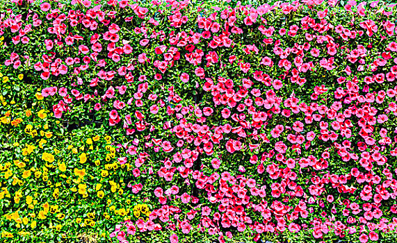 花,绿色植物,墙壁