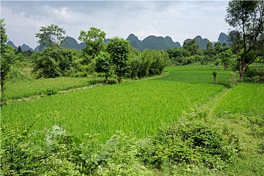 中国,稻田