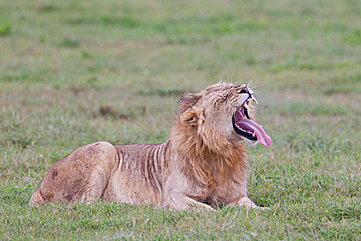 雄性,狮子,大型猫科动物,大象,公园,南非