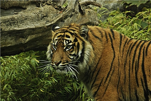 虎,动物园