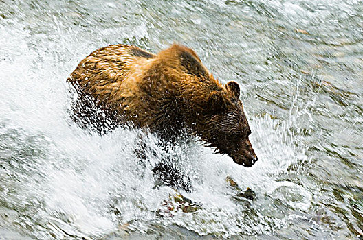 大灰熊,棕熊,追逐,三文鱼,鱼,溪流,国家公园,阿拉斯加,美国