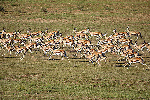 跳羚,牧群,卡拉哈里沙漠,北开普,南非