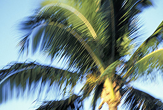 美国,夏威夷,毛伊岛,棕榈树,模糊,风