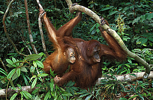 猩猩,黑猩猩,雌性,幼仔,悬挂,枝条,婆罗洲