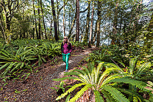 远足,走,树林,桫椤,国家公园,南部地区,新西兰,大洋洲