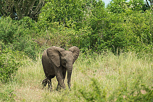 非洲象,幼兽,伊丽莎白女王国家公园,乌干达,非洲