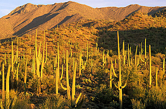 巨柱仙人掌,萨瓜罗国家公园,靠近,图森,亚利桑那