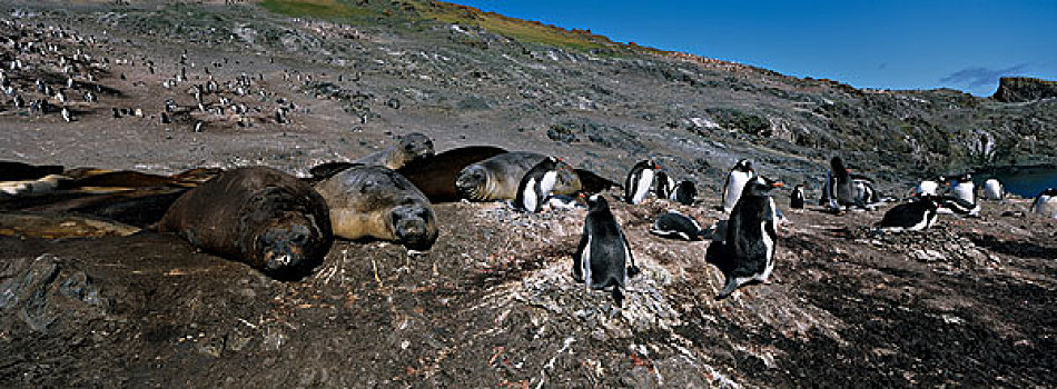 南极,利文斯顿,岛屿,巴布亚企鹅,旁侧,海象,象海豹