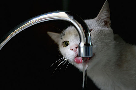 猫,饮用水,水龙头