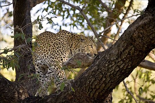 豹,莫瑞米,国家公园,博茨瓦纳,非洲
