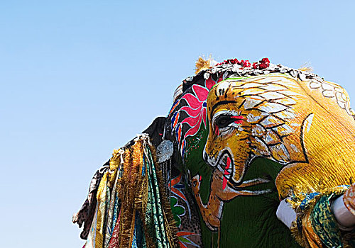 图像,猎捕,狮子,涂绘,大象,节日,斋浦尔,拉贾斯坦邦,印度