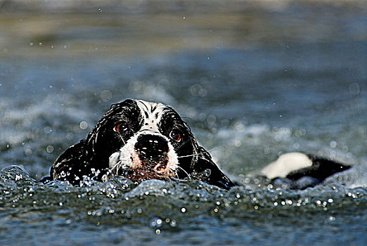 史宾格犬,游泳,湖,靠近,不列颠哥伦比亚省,加拿大