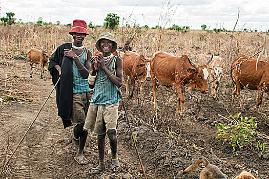 牛,牧人,男孩,山谷,坦桑尼亚,非洲