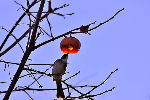 红柿与飞鸟