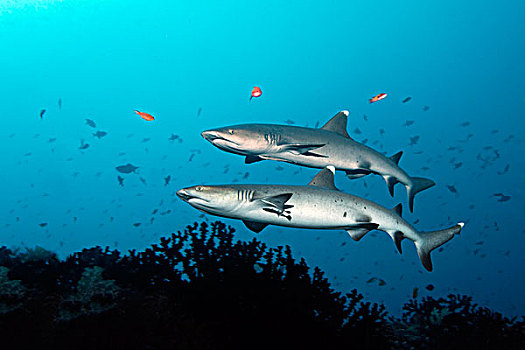 两个,灰三齿鲨,鲎鲛,游动,边缘,礁石,大堡礁,世界遗产,昆士兰,澳大利亚,太平洋