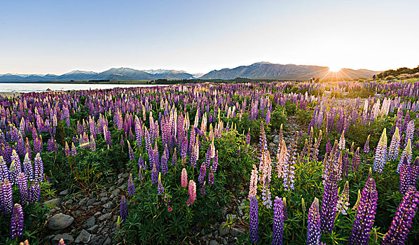 太阳,发光,紫色,羽扇豆属植物,羽扇豆,日出,特卡波湖,坎特伯雷地区,南部地区,新西兰,大洋洲