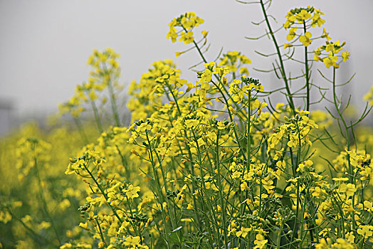 油菜花