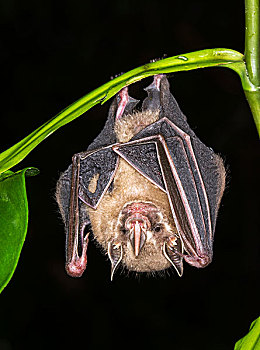 蝙蝠,悬挂,树,哥斯达黎加,北美