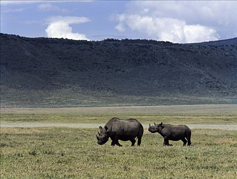 黑犀牛,环境,世界闻名,恩戈罗恩戈罗火山口,地面,壮观,野生动物,特征