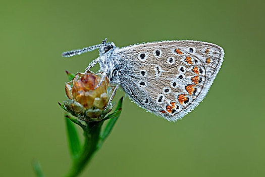 蓝灰蝶,巴伐利亚,德国