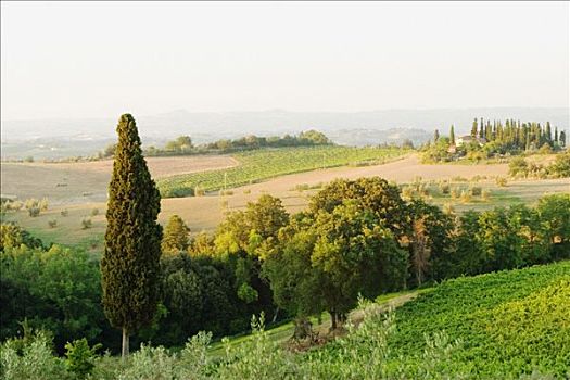 俯拍,葡萄园,锡耶纳省,托斯卡纳,意大利