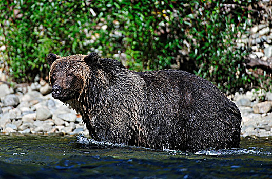 褐色,熊,鲑鱼,贝拉库拉,不列颠哥伦比亚省,加拿大