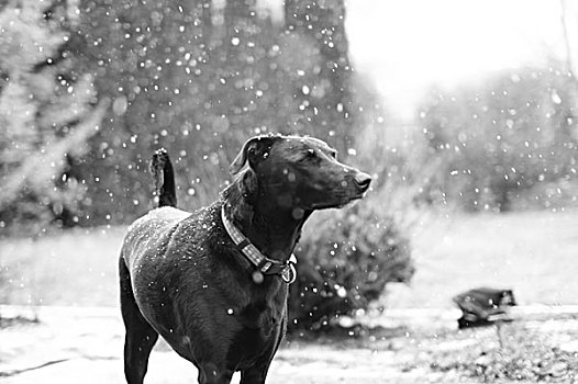 狗,雪,冬天
