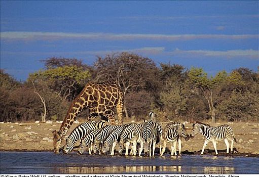 长颈鹿,马,斑马,哺乳动物,水坑,埃托沙国家公园,纳米比亚,非洲,动物