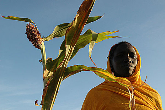 难民,正面,高梁,植物,露营,人,近郊,西部,达尔富尔,苏丹,十一月,2004年