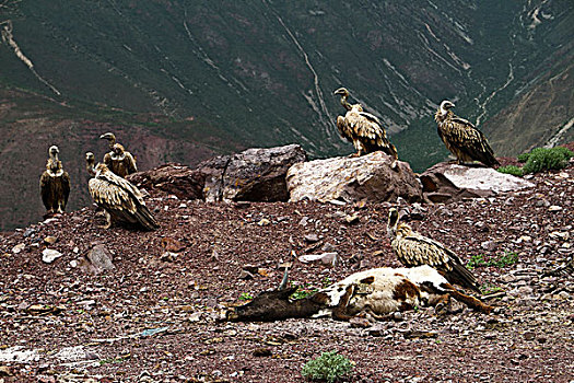 青藏高原的秃鹫群