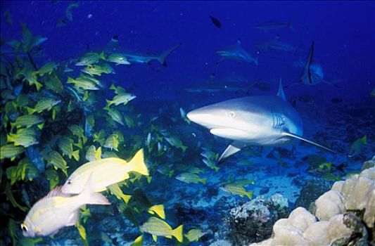 马尔代夫,礁石,鲨鱼,四带笛鲷