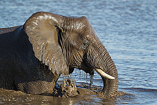 非洲象,雌性,乐趣,水潭,埃托沙国家公园,纳米比亚,非洲
