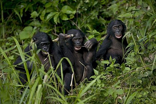 倭黑猩猩,幼小,孤儿,三个,黑猩猩,刚果