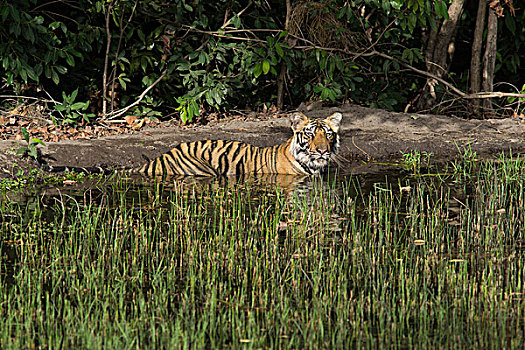 孟加拉虎,虎,一个,一半,幼兽,降温,水潭,班德哈维夫国家公园,印度