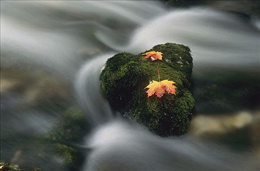 河流,秋天,叶子