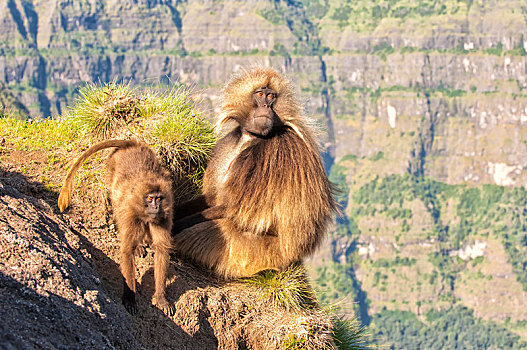 狒狒,狮尾狒,悬崖,塞米恩国家公园,阿姆哈拉族,区域,埃塞俄比亚,非洲