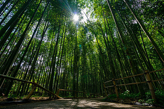 日本京都嵯峨野岚山竹林风光