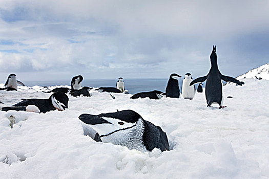 南极,南设得兰群岛,帽带企鹅,阿德利企鹅属,积雪,山,高处,欺骗岛