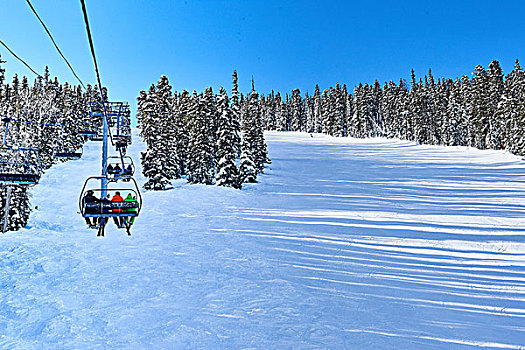 后视图,滑雪,滑雪缆车,移动,向上,积雪,风景,白杨,科罗拉多,美国