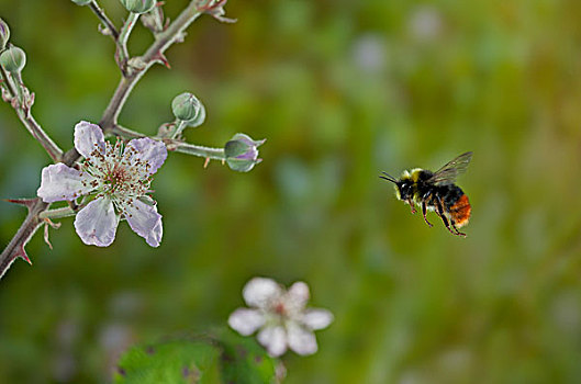 早,大黄蜂,接近,荆棘,花,英格兰